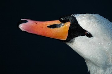 beak of a duck