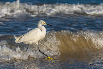 a bird stand in water