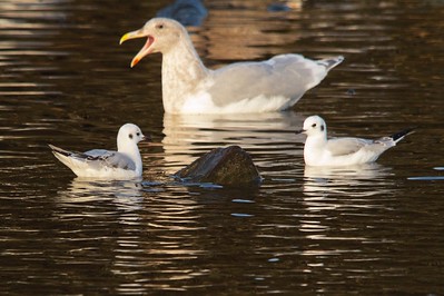 two birds in the lake