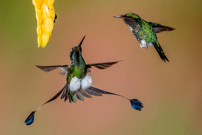 two birds fighting
